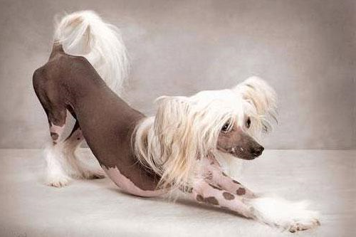 冠毛犬.jpg
