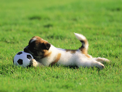 1468477731342281.jpg animal_mx069_pretty_puppies_puppy_garden_adventure_15239_18.jpg