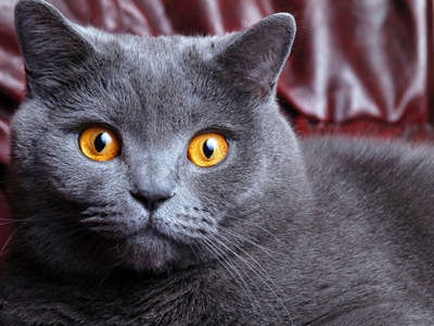 1469605160765932.jpg 英国短毛猫.jpg