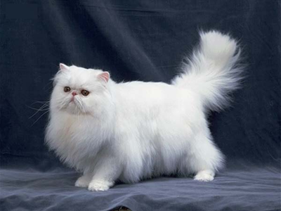 1472444668403167.png 波斯猫.png