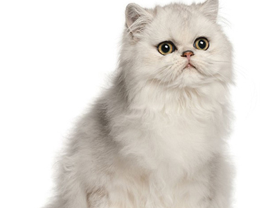 1473235128793261.jpg 波斯猫4.jpg