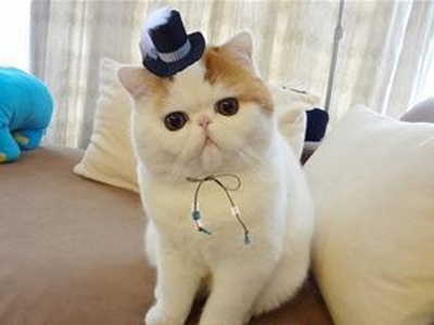 1473408584900227.png 异国短毛猫111.png
