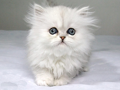 1476080326765735.jpg 波斯猫1.jpg