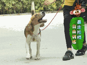 4.gif