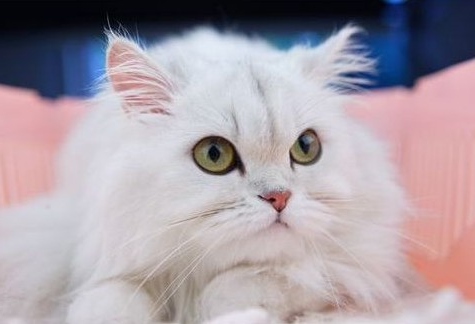 1484713326630727.jpg 金吉拉猫.jpg