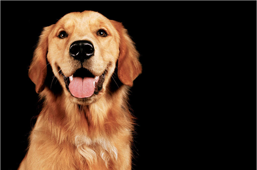 金毛犬 (1).jpg
