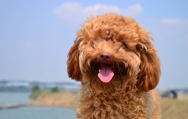 1489647659558719.jpg 泰迪犬 (37).jpg